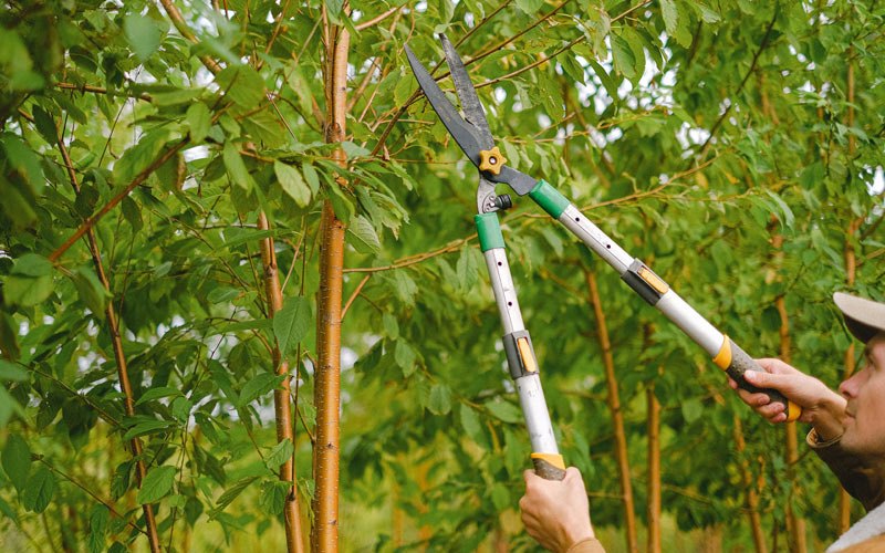 Tree trimming in Montgomery, WV