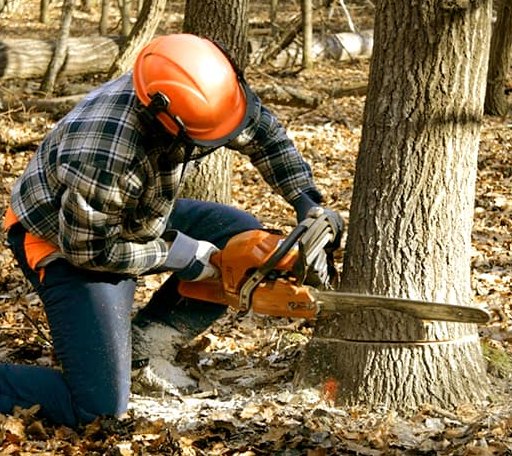 Tree Removal in Montgomery, WV